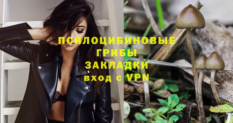 Псилоцибиновые грибы Psilocybe Белоозёрский